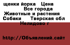 щенки йорка › Цена ­ 15 000 - Все города Животные и растения » Собаки   . Тверская обл.,Нелидово г.